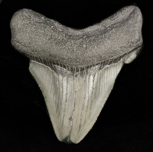 Bargain Megalodon Tooth - South Carolina #47242